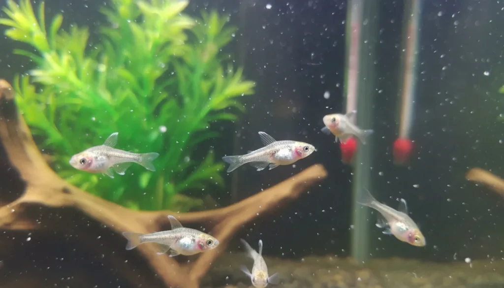 Early Warning Signs of Fry Illness