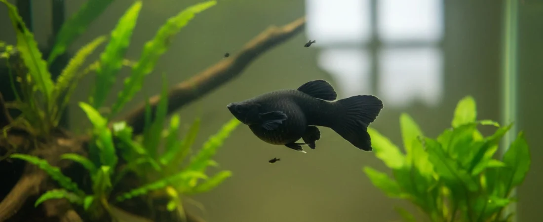 Breeding Molly Fish: Tips for Success and Fry Care