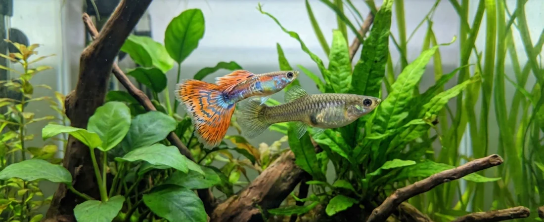 Guppy Fish Breeding Guide for Beginners: Step-by-Step Instructions