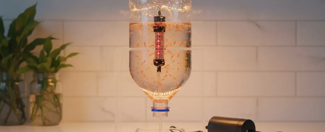 How to Culture Live Brine Shrimp for Your Fry: Step-by-Step Beginner Guide