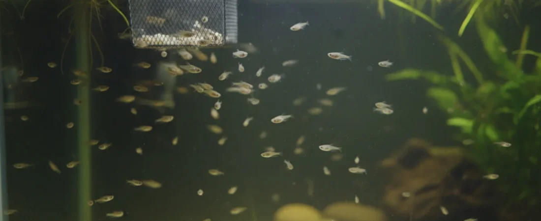 Common Fry Diseases and How to Treat Them Safely