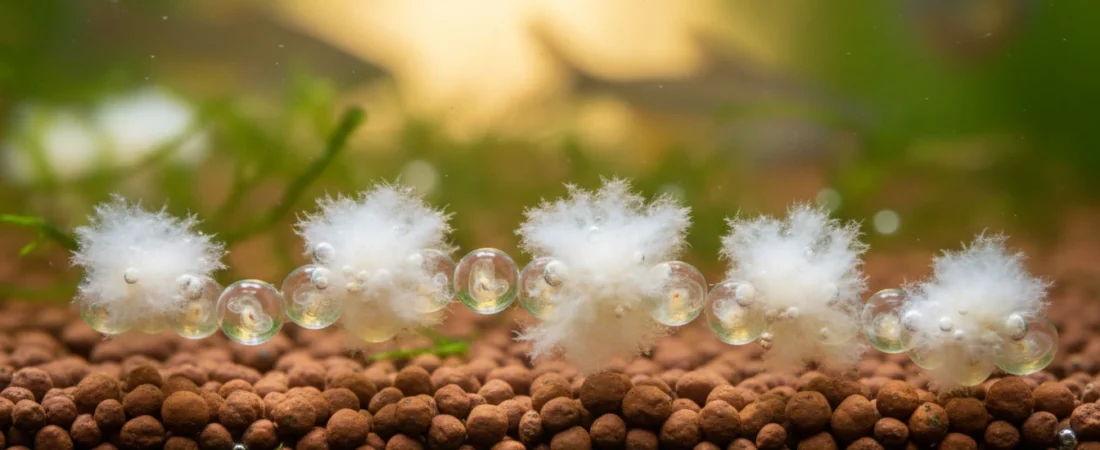 How to Treat and Prevent Fungus on Fish Eggs: Complete Breeder’s Guide