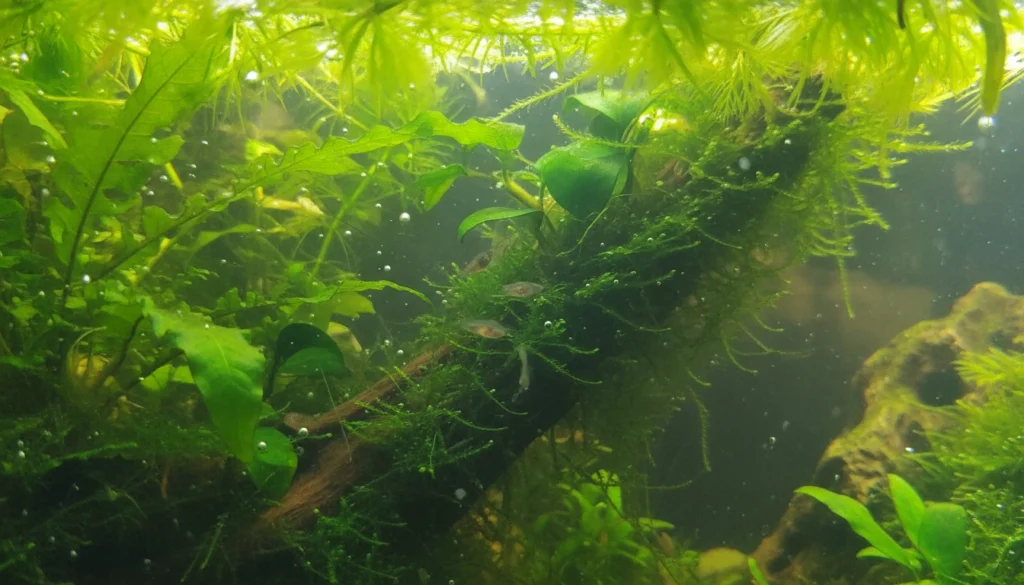 Warning Signs Parents May Eat Fry