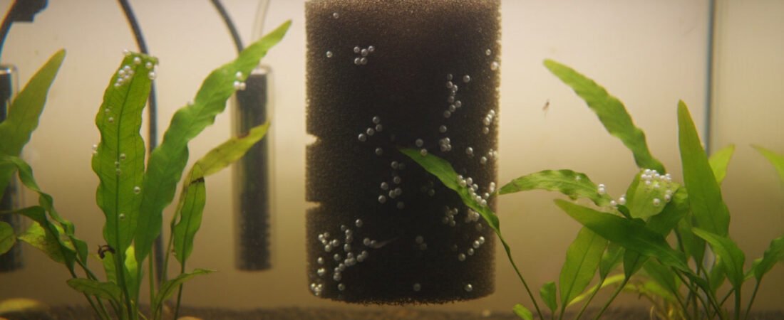 Best Water Parameters for Successful Fish Spawning