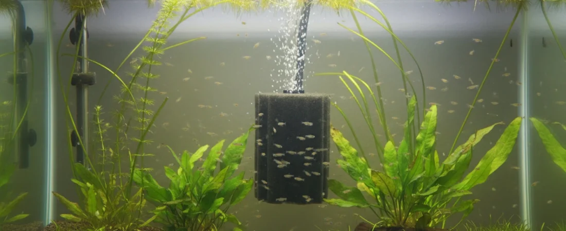 How to lower high nitrate levels in your breeding tank