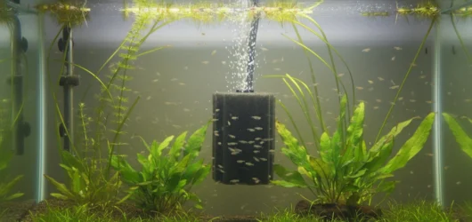 How to lower high nitrate levels in your breeding tank