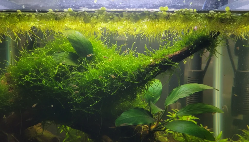 best aquarium plants for breeding tanks
