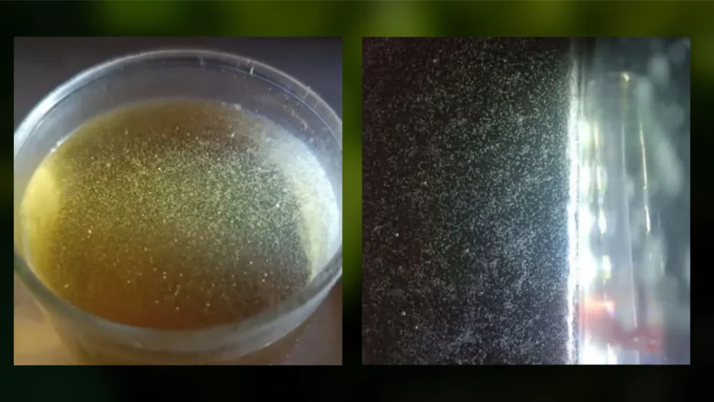 small jar of infusoria culture on a windowsill, slightly cloudy water showing the culture is active
