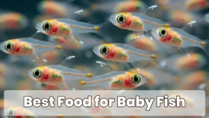 Best Food for Baby Fish (Fry) Growth: What I Wish Someone Had Told Me Sooner
