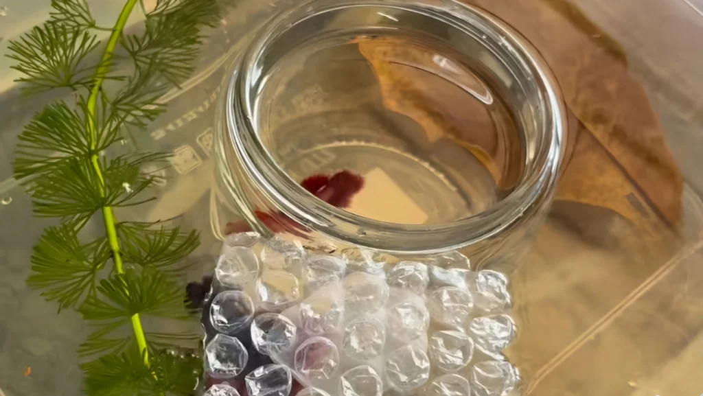 Betta Fish Not Breeding