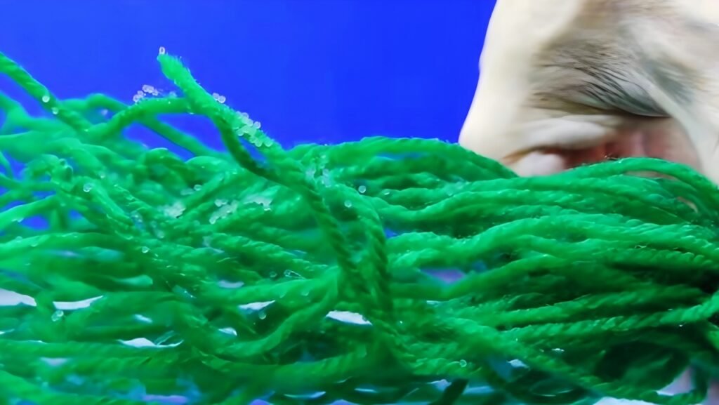 HClose-up of a DIY spawning mop with goldfish eggs visible on the strands