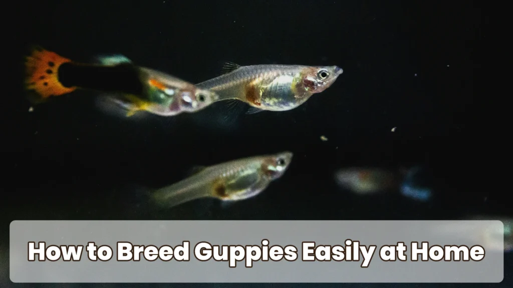 How to Breed Guppies Easily at Home