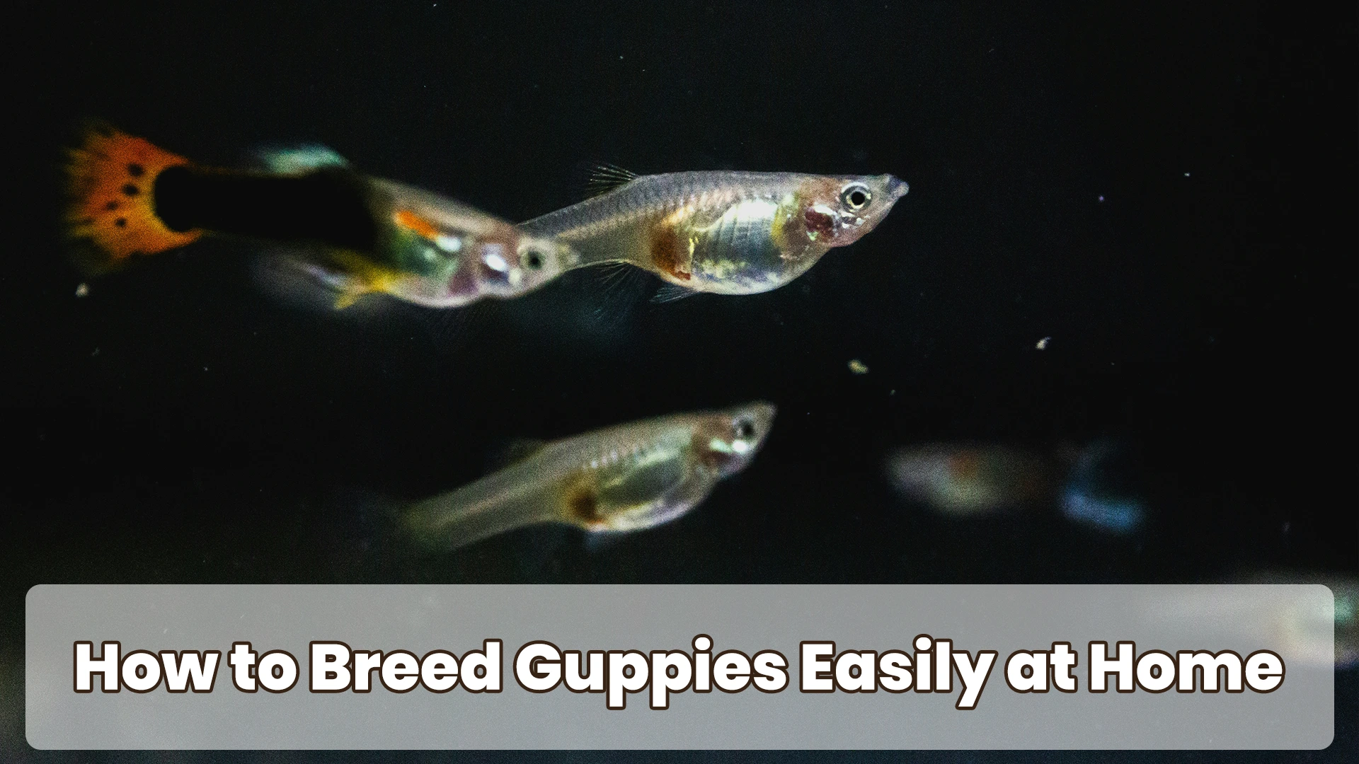 How to Breed Guppies Easily at Home