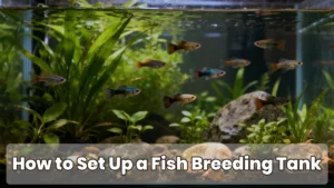 How to Set Up a Fish Breeding Tank (Beginner Guide)