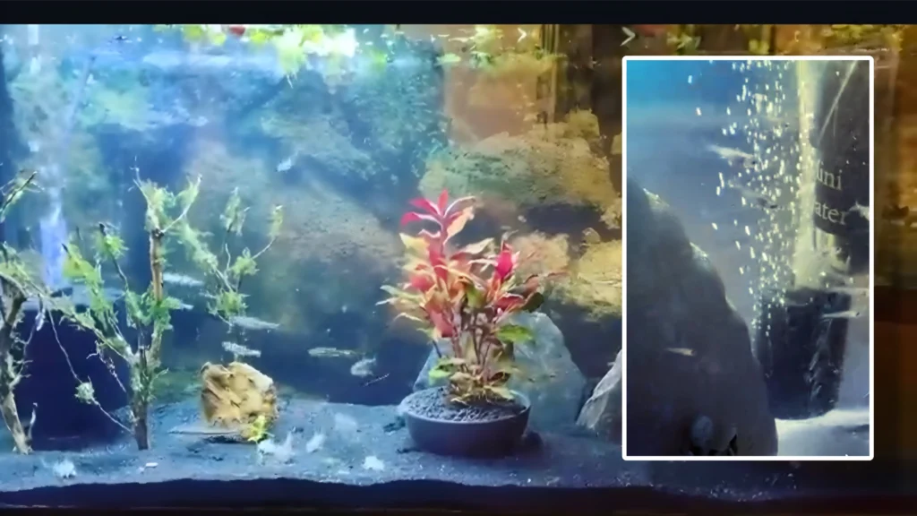 a 10-gallon breeding tank setup with sponge filter, heater, and glass marbles on the bottom