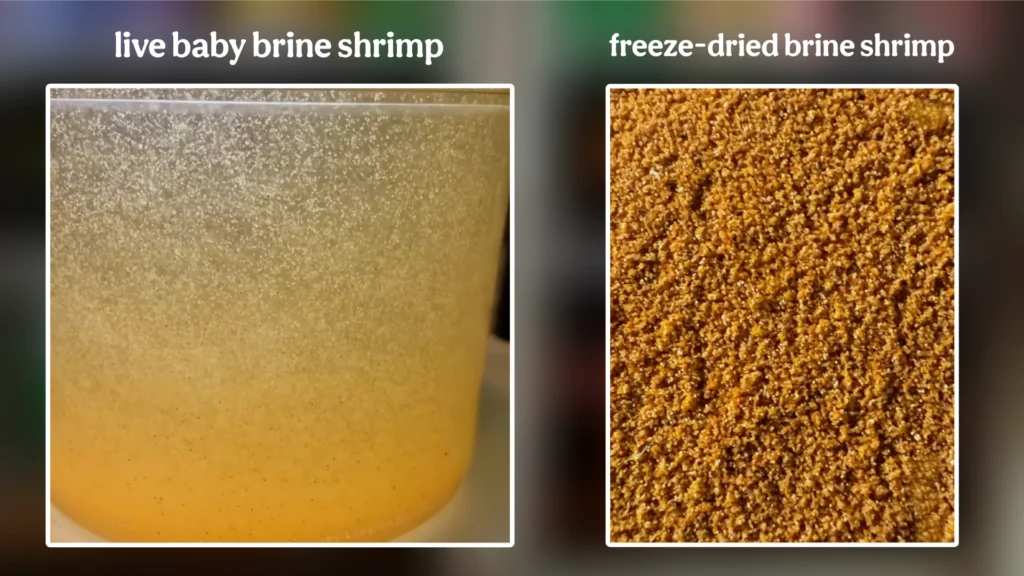Side-by-side comparison — live baby brine shrimp in a dish vs. freeze-dried brine shrimp, showing colour difference and texture