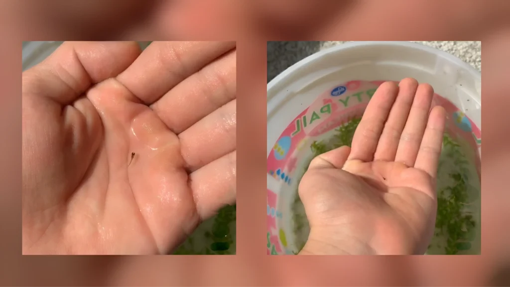 extreme close-up of newborn guppy fry showing actual size relative to a fingertip