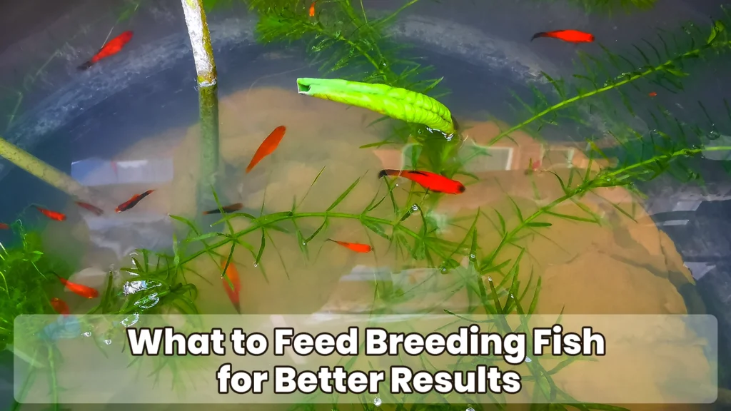 What to Feed Breeding Fish for Better Results