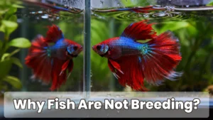 Why Fish Are Not Breeding? (Top Reasons & Fixes)