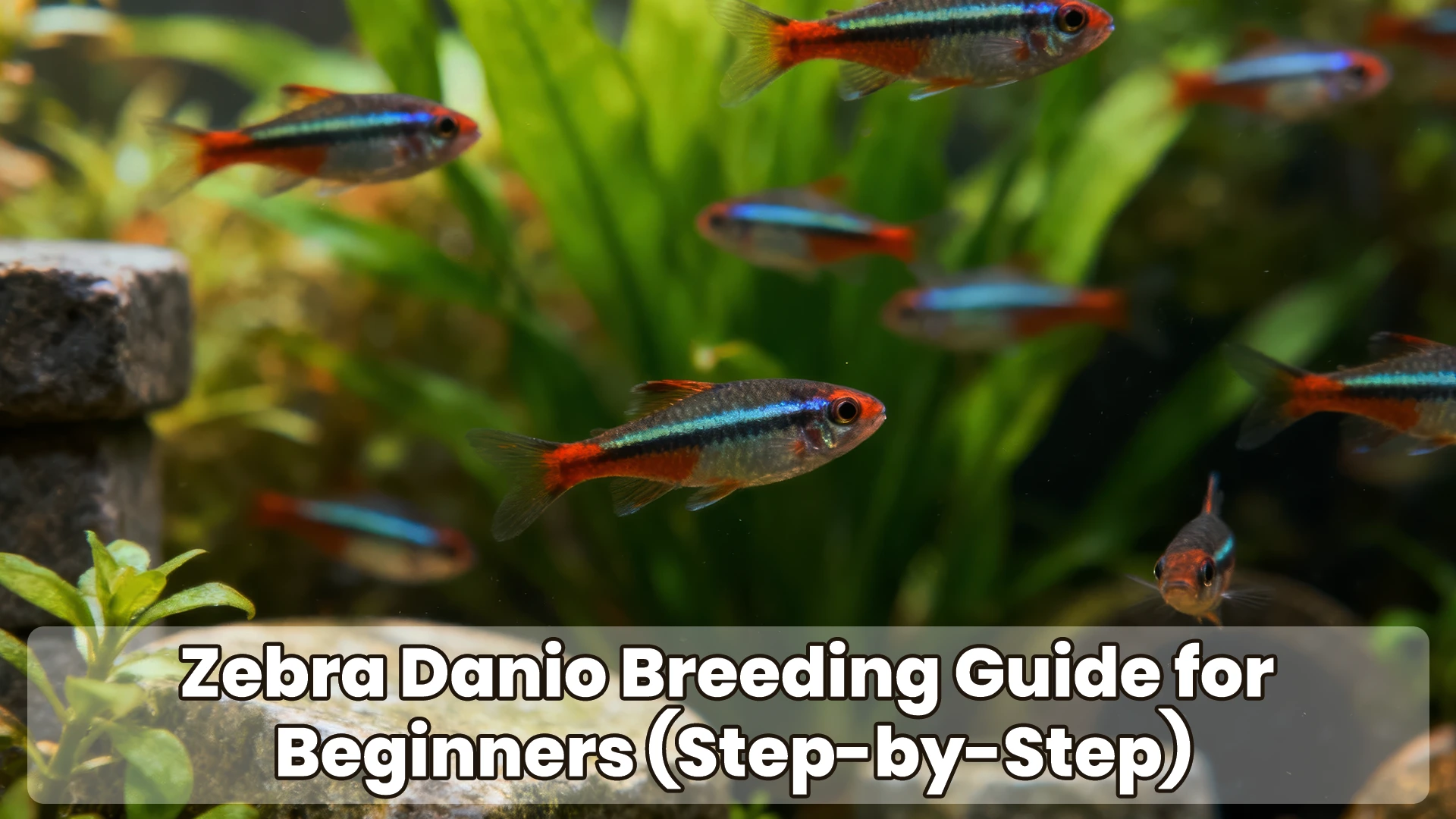 Zebra Danio Breeding Guide for Beginners (Step-by-Step)