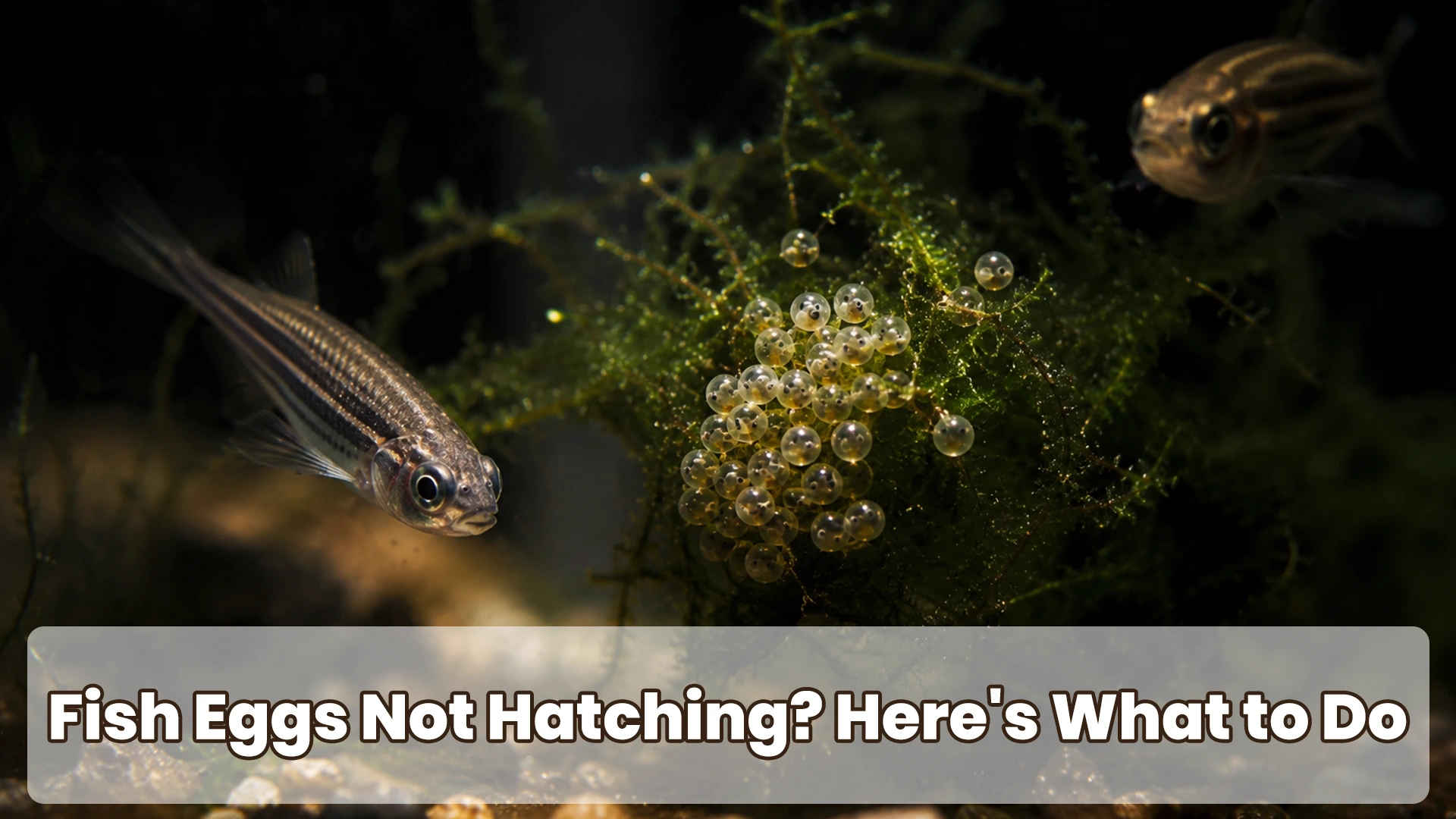 Fish Eggs Not Hatching? Here's What to Do