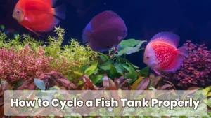 How to Cycle a Fish Tank Properly (Step-by-Step)