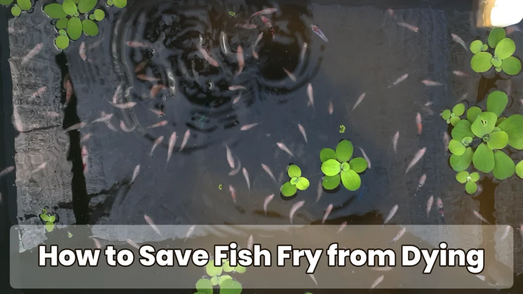 How-to-Save-Fish-Fry-from-Dying