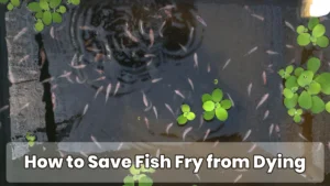 How to Save Fish Fry from Dying (Beginner Guide)