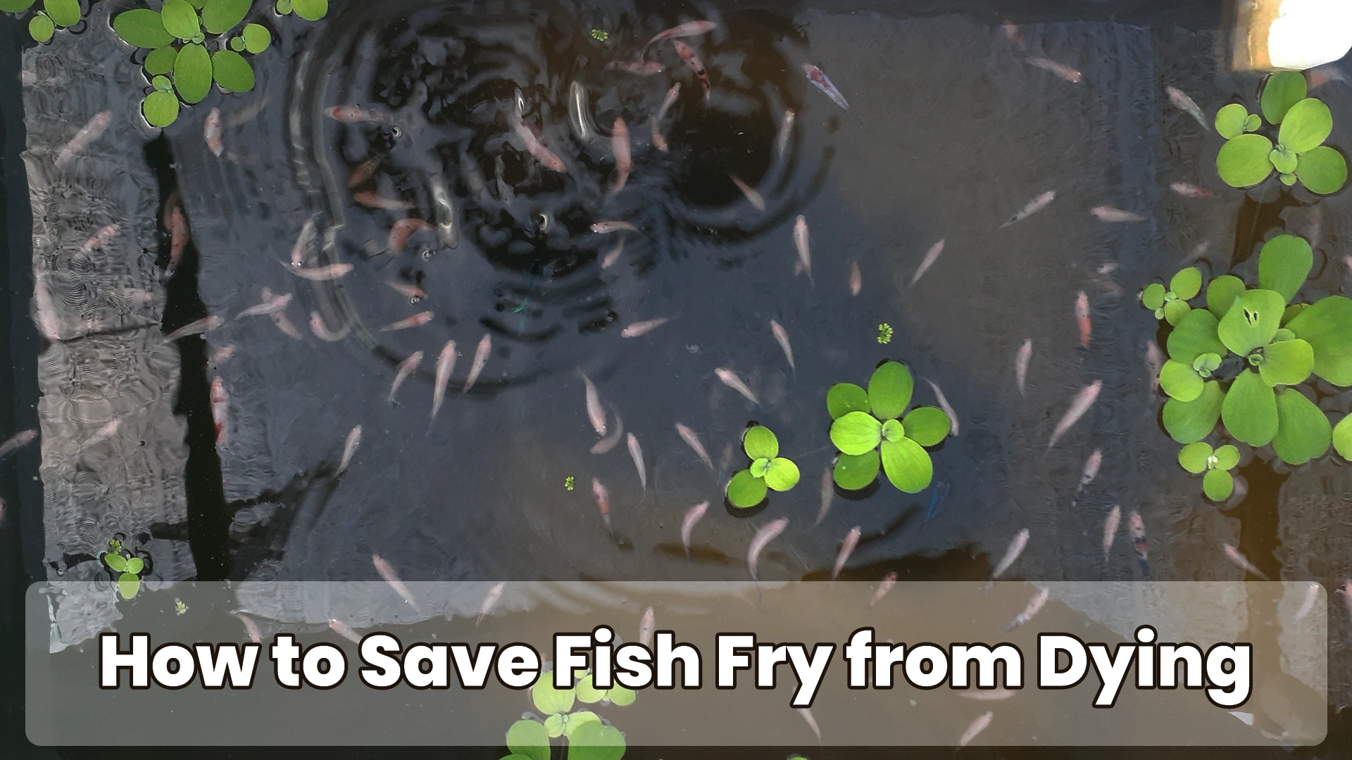 How-to-Save-Fish-Fry-from-Dying