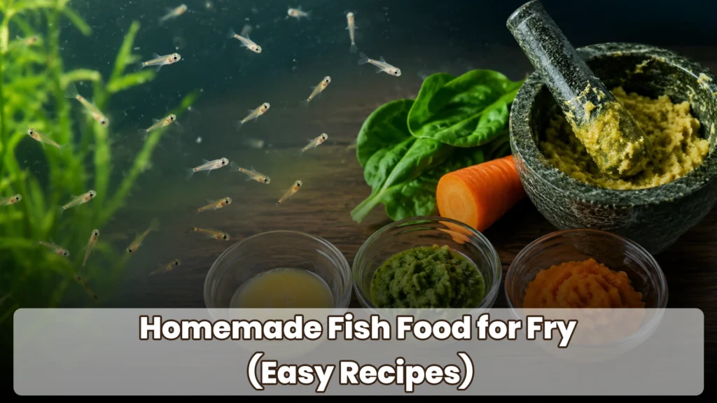 Homemade Fish Food for Fry (Easy Recipes)