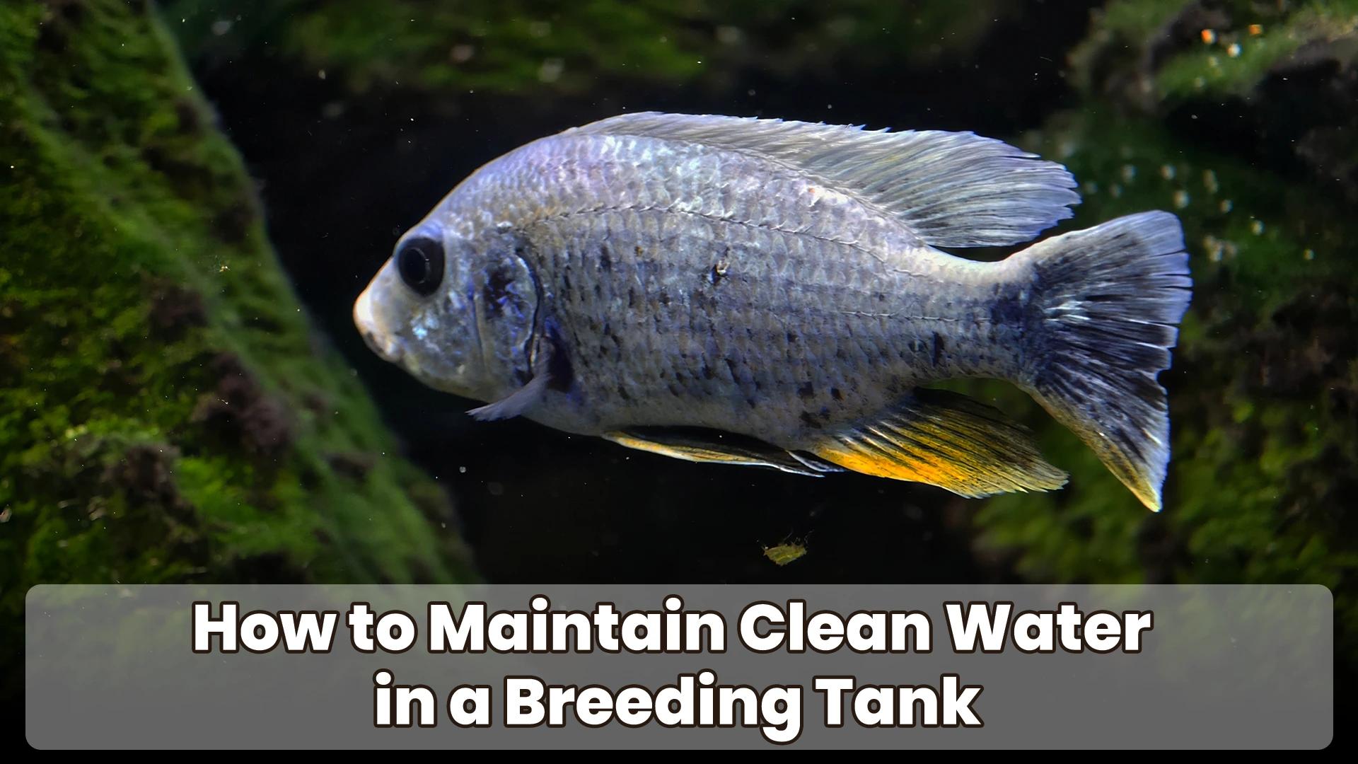 How to Maintain Clean Water in a Breeding Tank