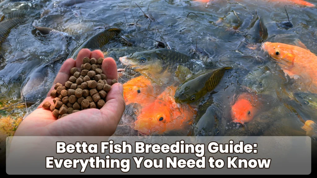 Live Food vs Dry Food Which is Better for Fish