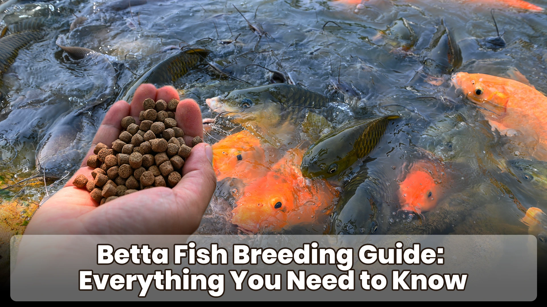 Live Food vs Dry Food Which is Better for Fish