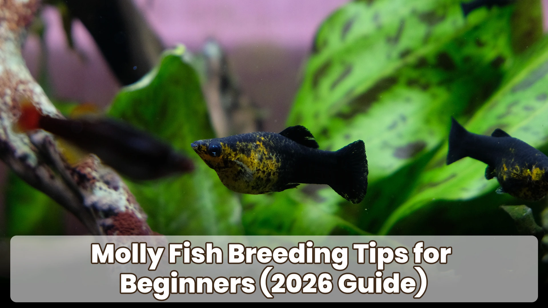 Molly Fish Breeding Tips for Beginners (2026 Guide)