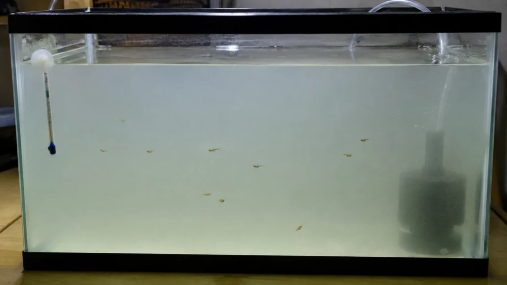 Cloudy Water in Breeding Tank