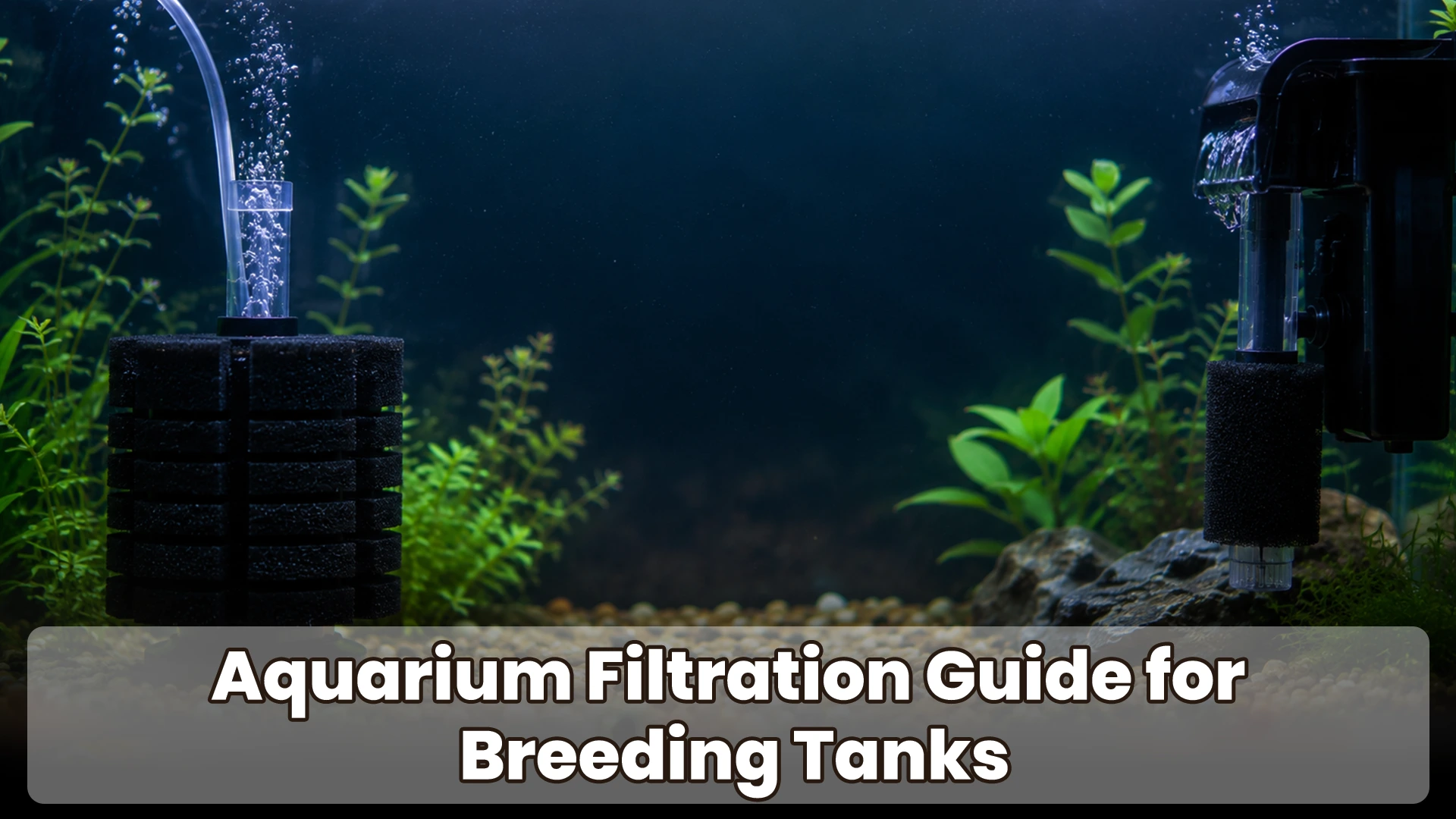 Aquarium Filtration Guide for Breeding Tanks